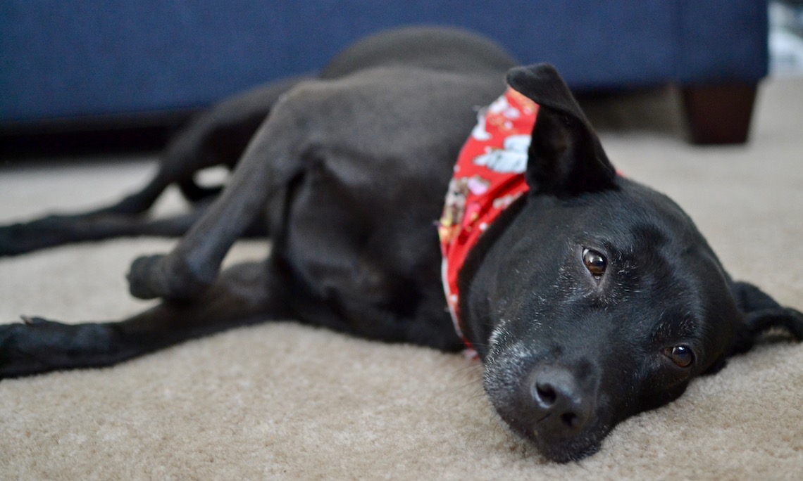 A black lab mix, laying on the floor with a red bandana on