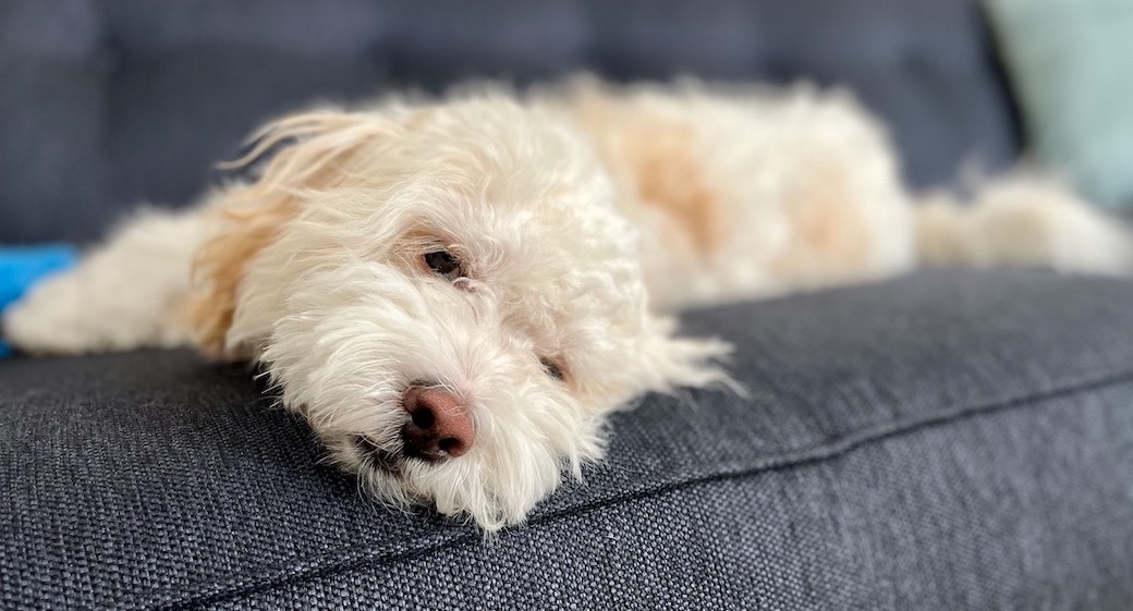 A fluffy white dog with tan patches lying on a blue couch